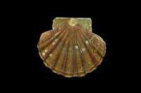 藏品(白碟海扇蛤)的圖片